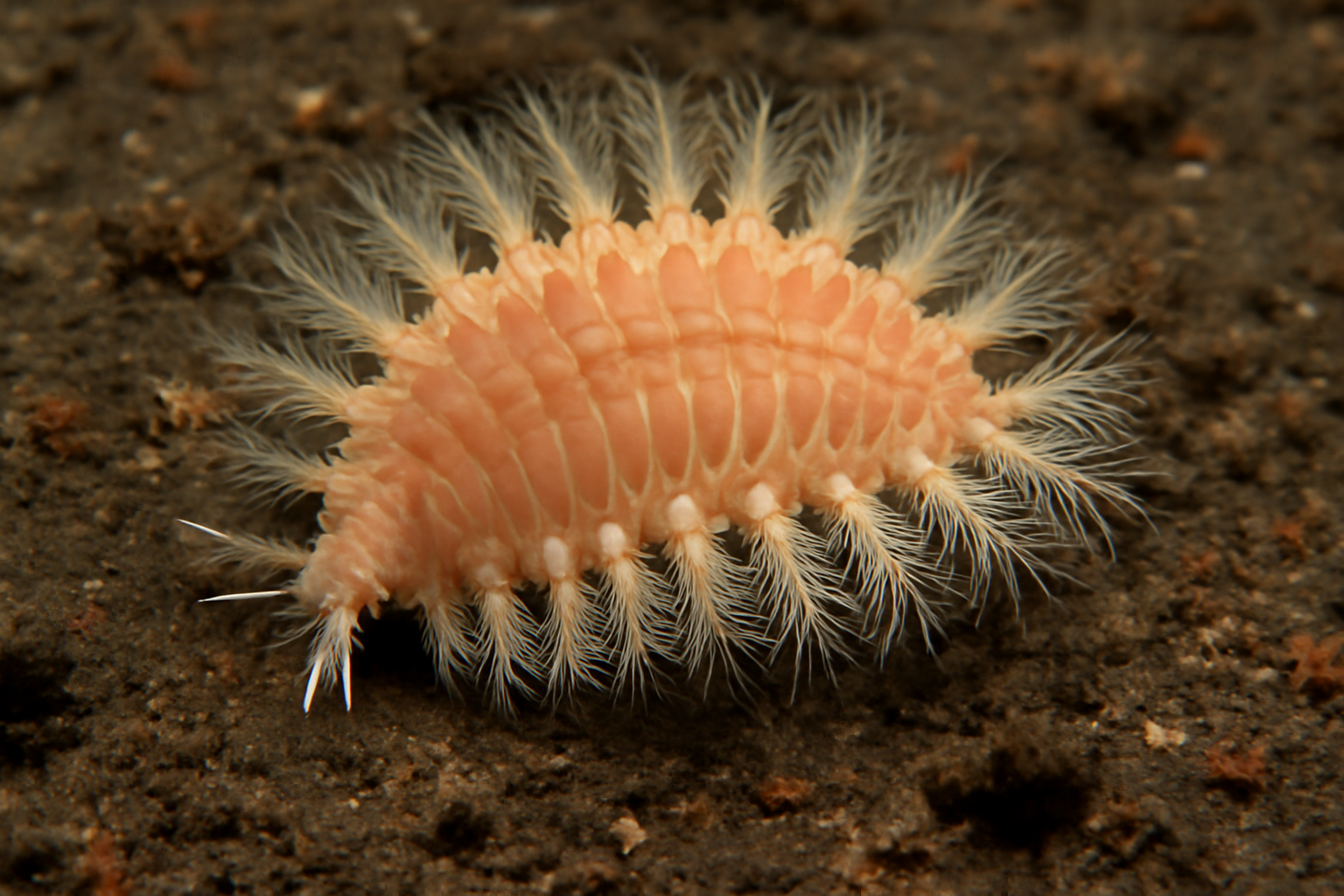 Laetmonice filicornis
