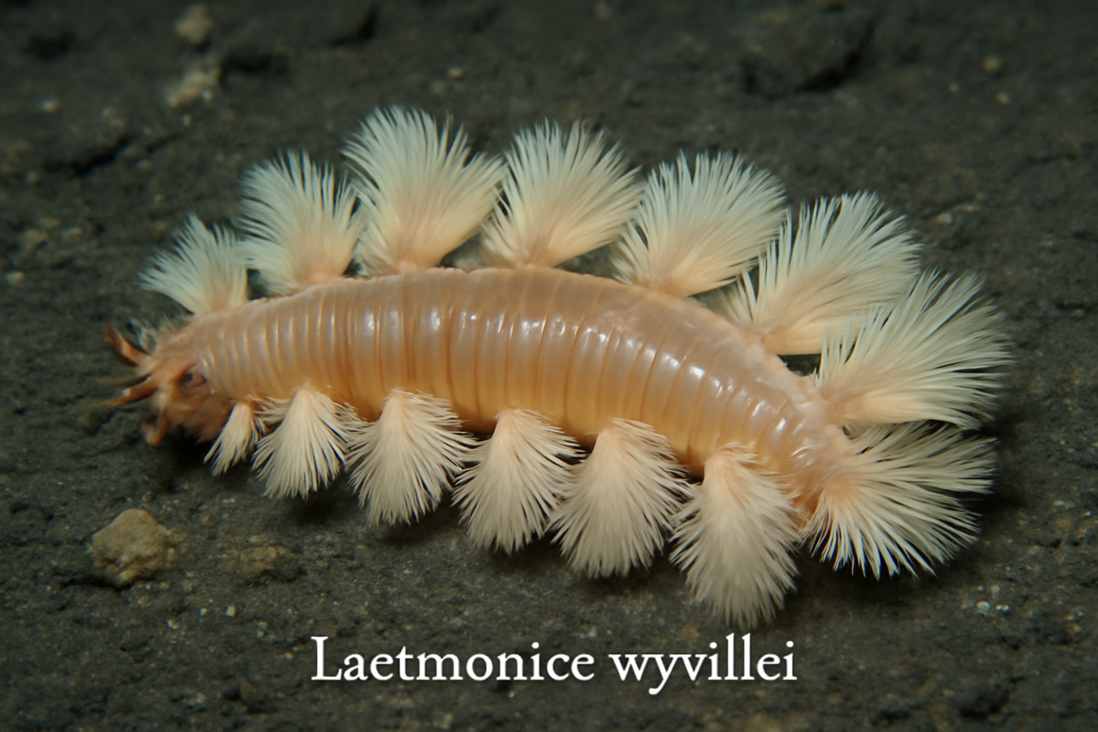 Laetmonice wyvillei
