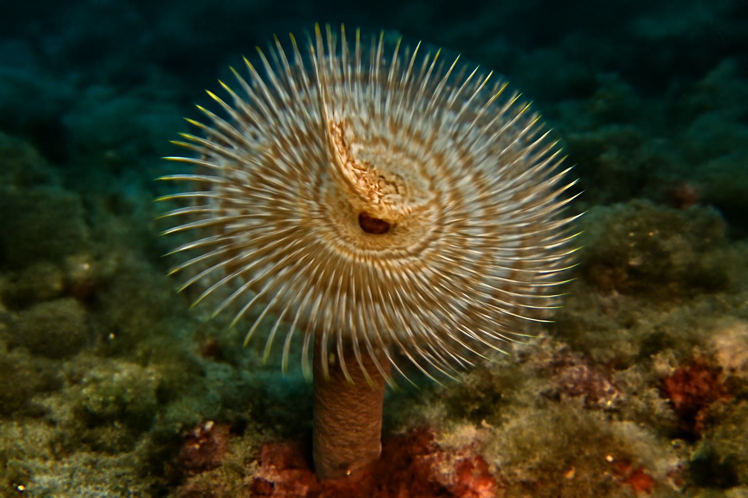 Mediterranean tube worm