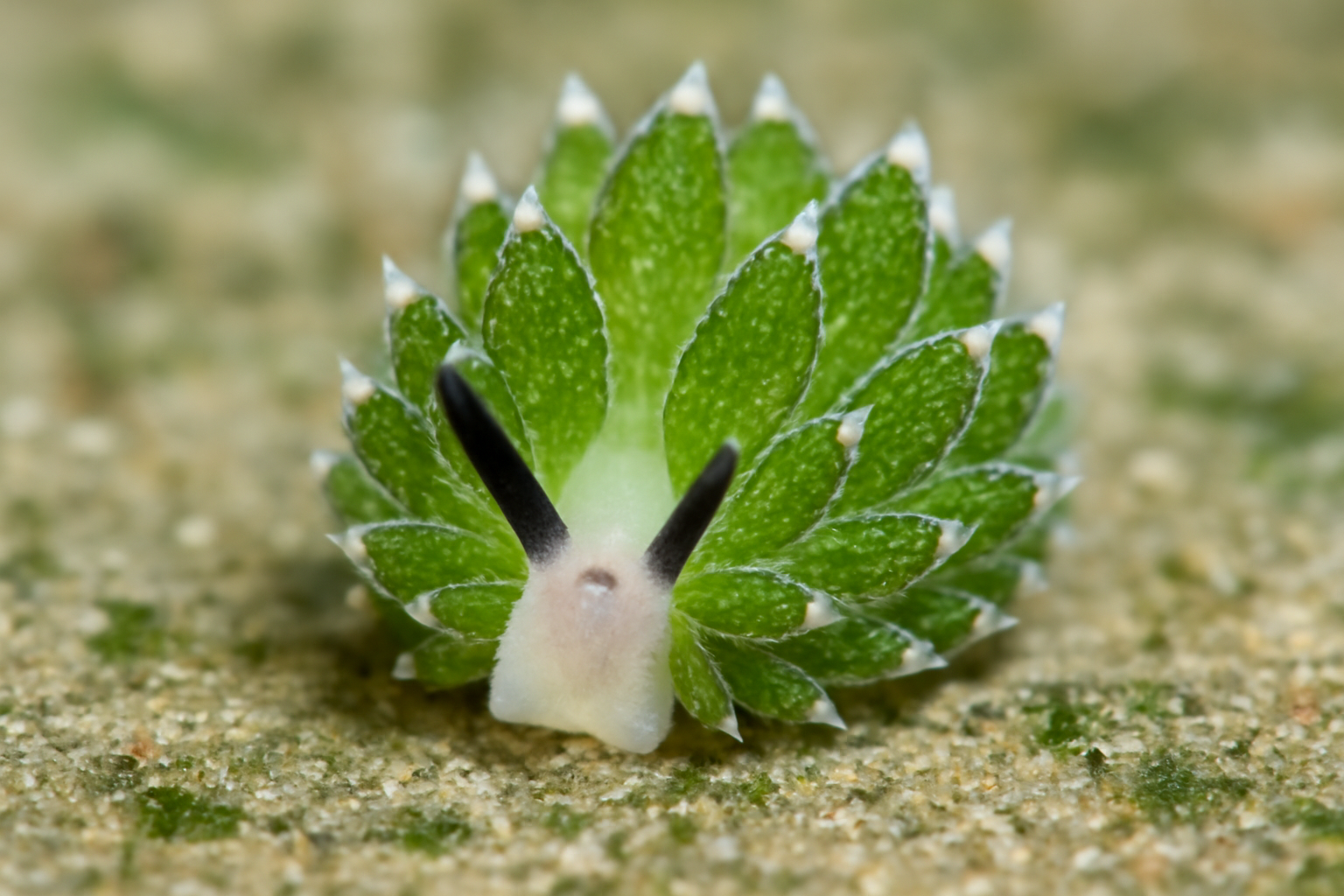Costasiella kuroshimae