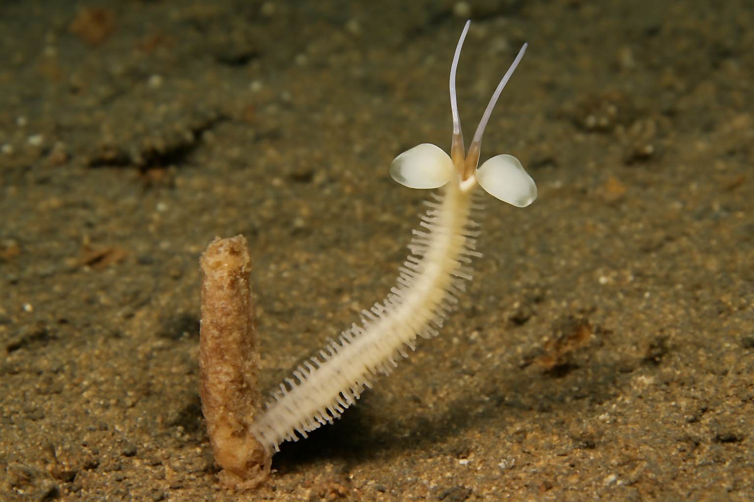 Spiochaetopterus solitarius