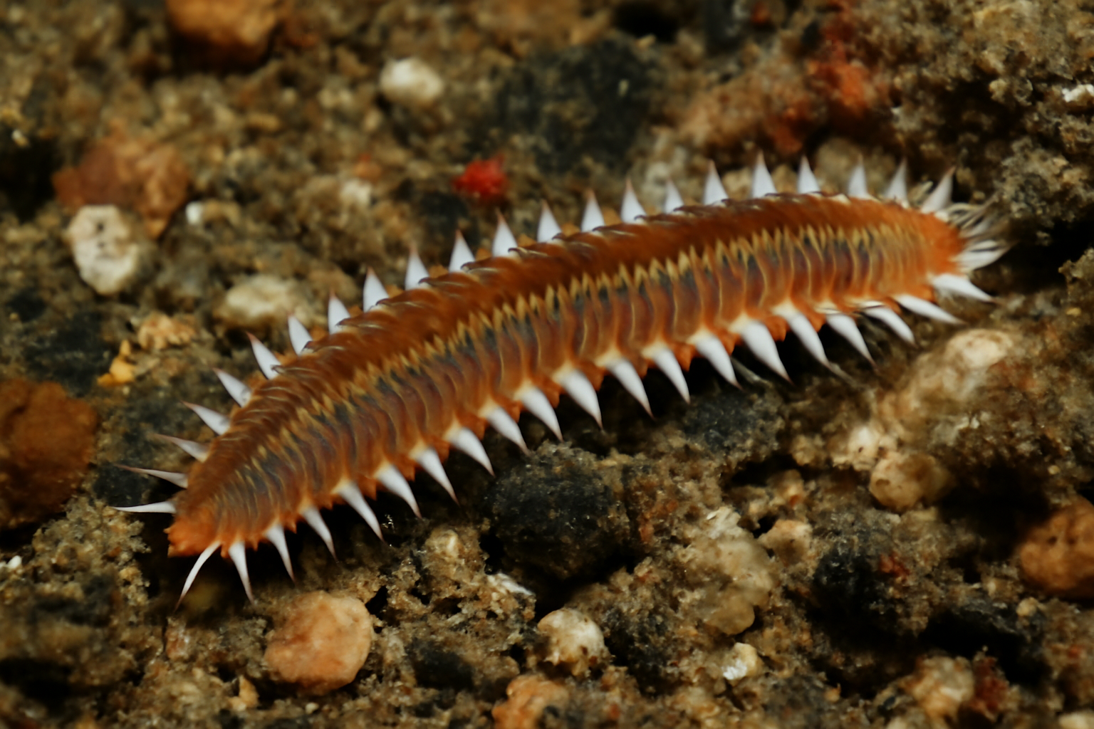 Marine bristleworm