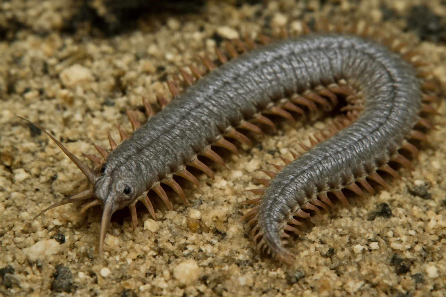 Gray marine worm