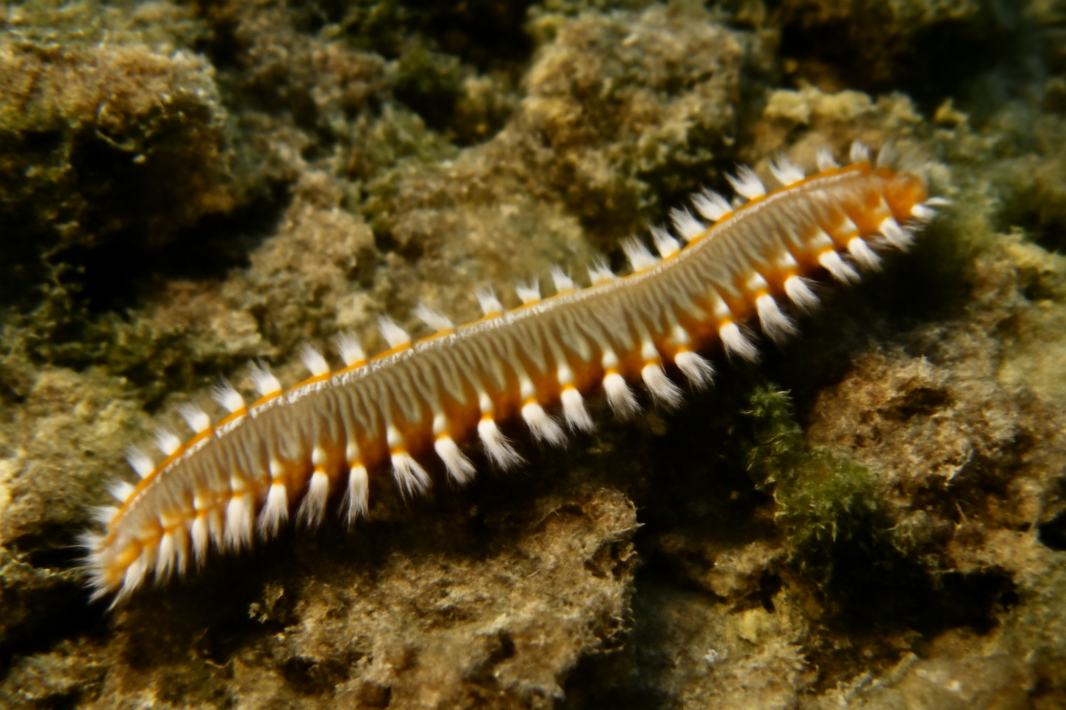 Mediterranean bristleworm