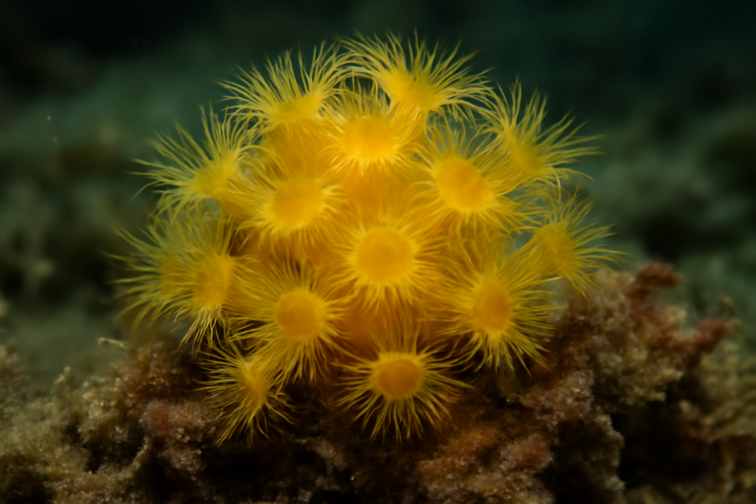Yellow Bryozoan