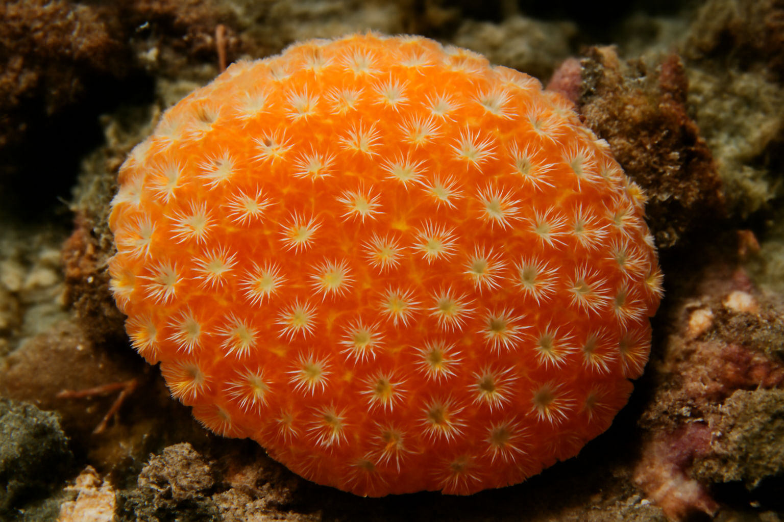 Orange Sea Mat