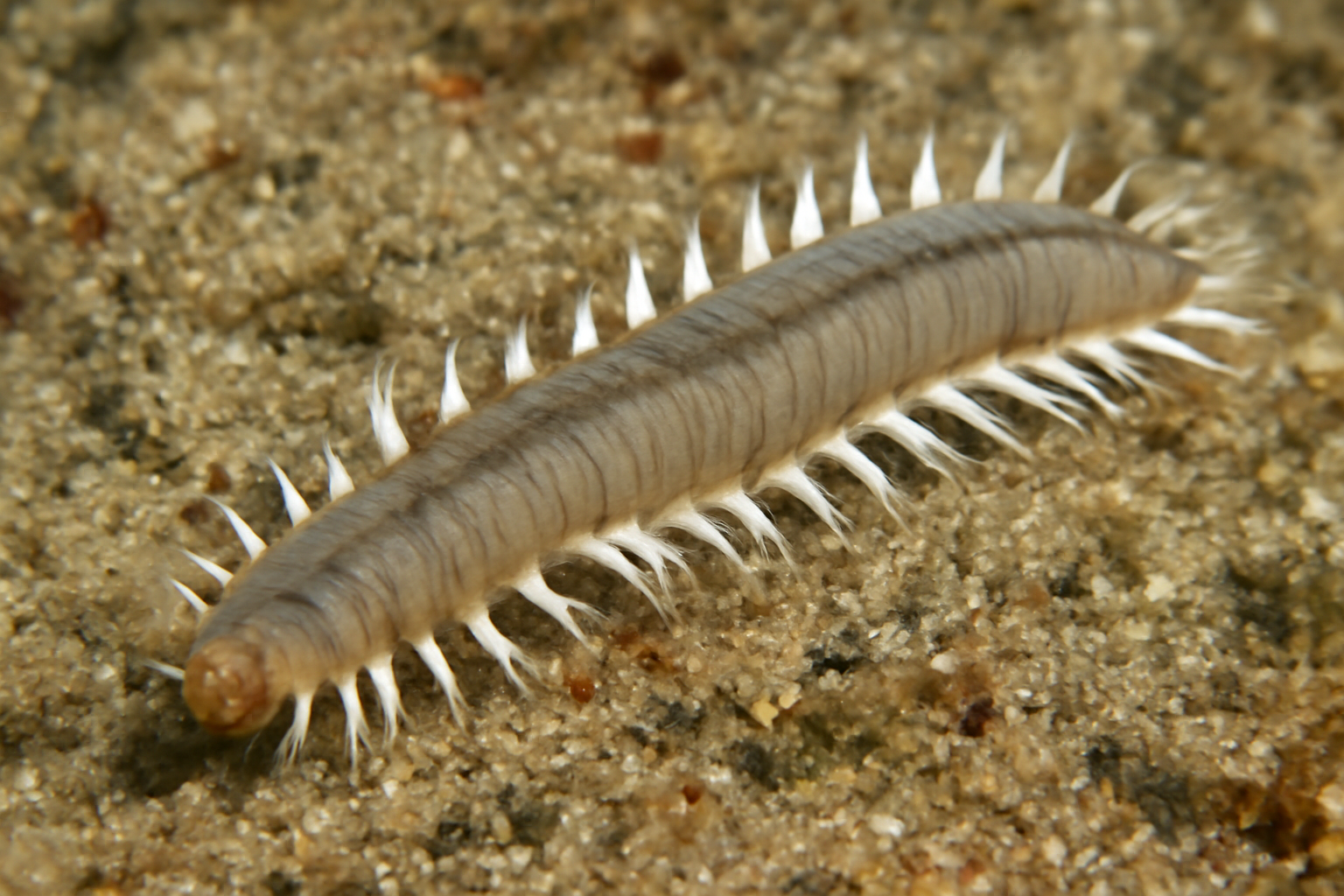 Seta-bearing Worm