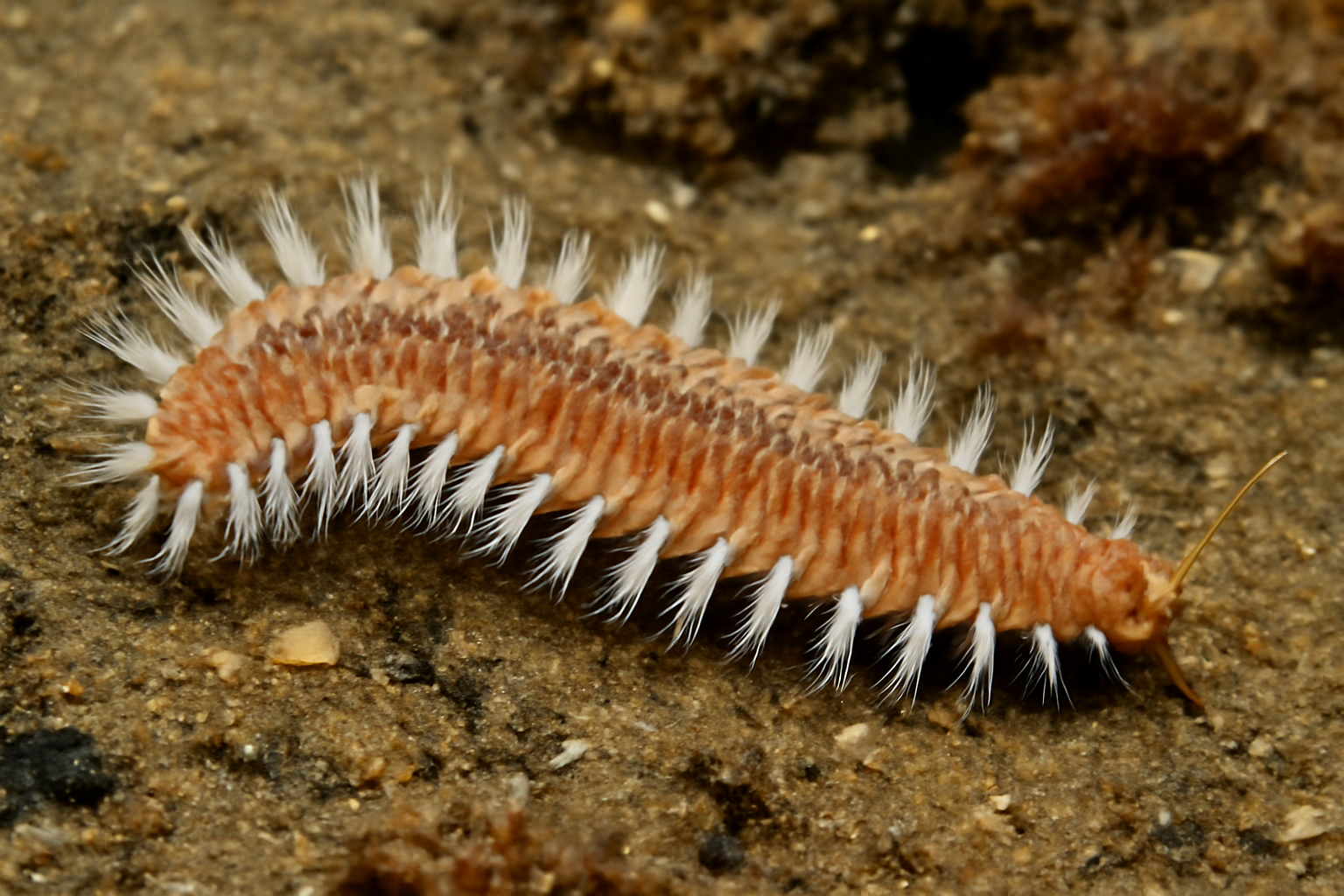 Northern Seta-bearing Worm