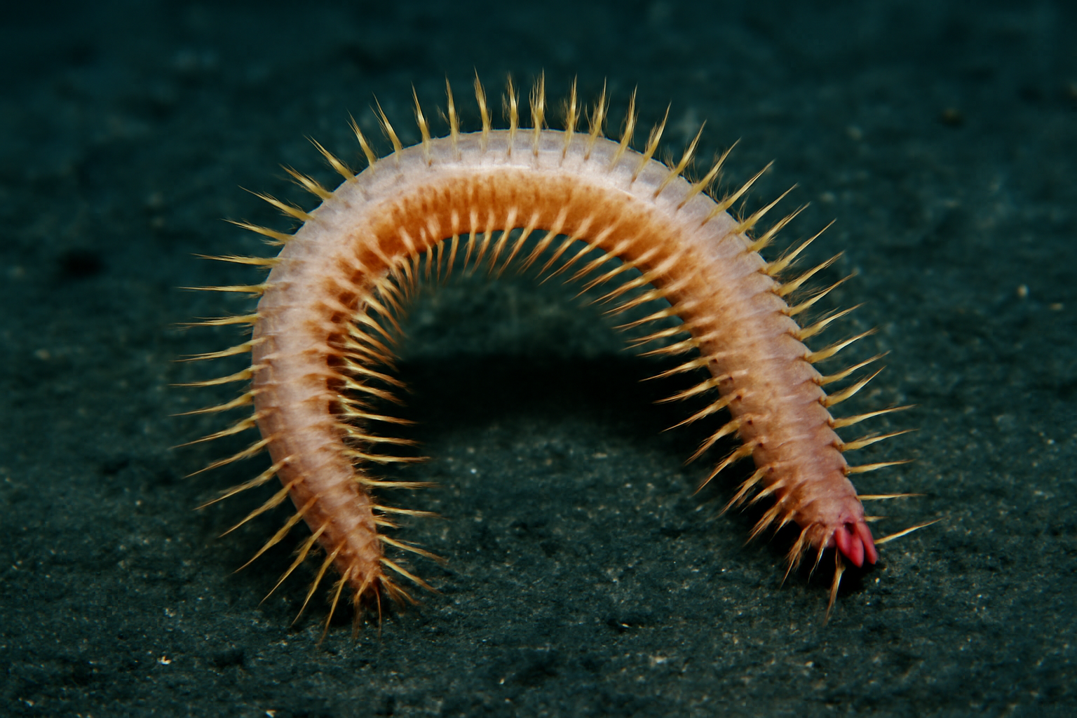 Deep-sea Seta-bearing Worm