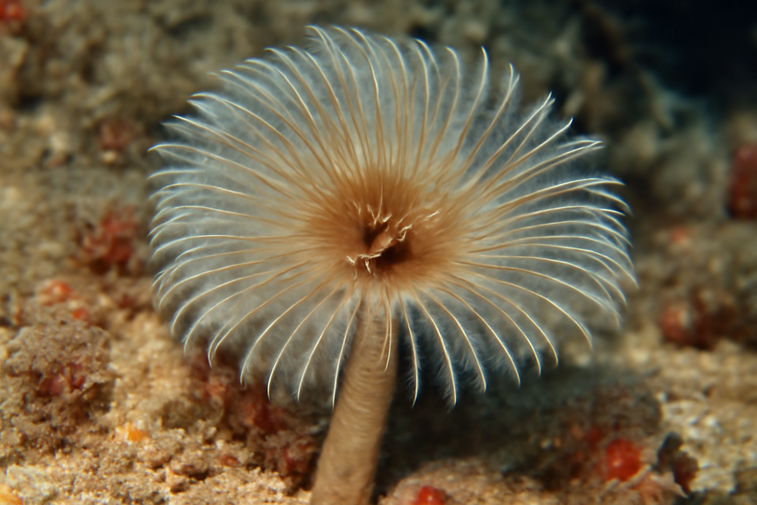 Tube-Dwelling Annelid