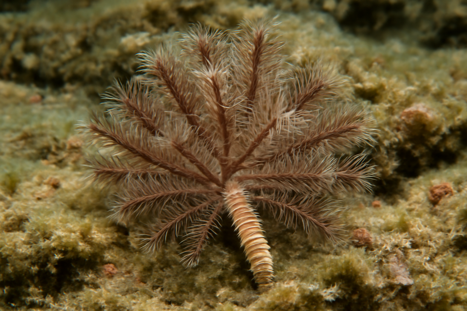 Many-branched Worm