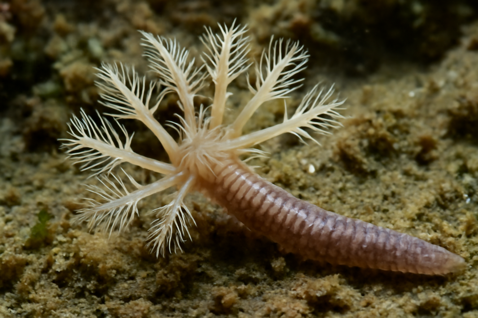 Twelve-horned Worm
