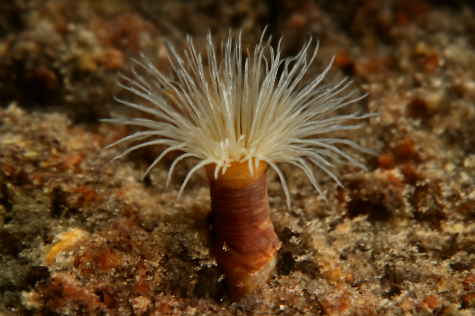 Common Dodecaceria