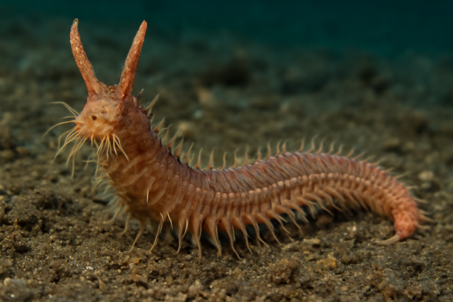 Horned Sea Worm
