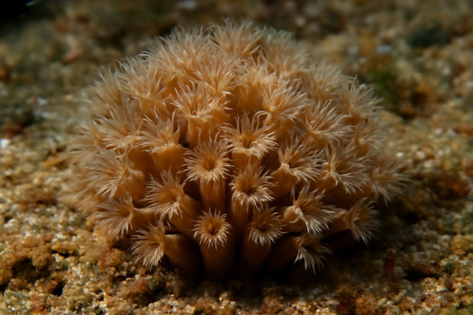 Monticellina coral