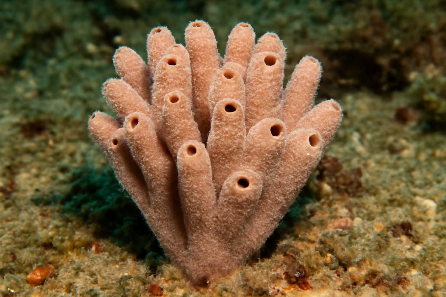 Monticellina sea sponge