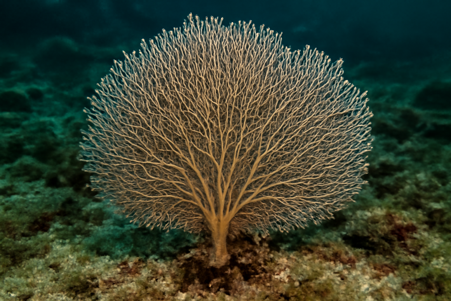Monticellina fan coral