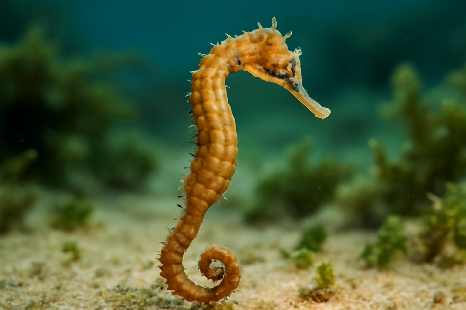 Slender Seahorse