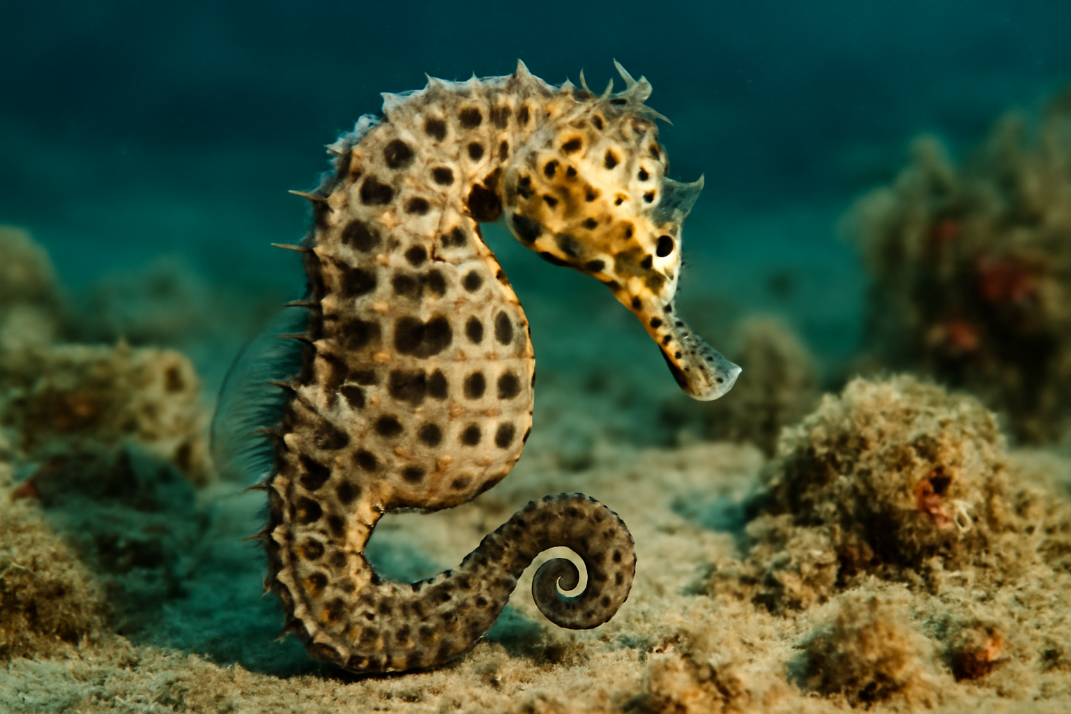Spotted Seahorse