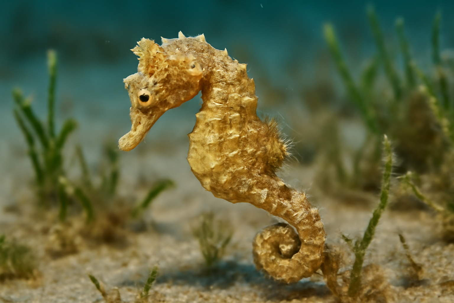 Dwarf Seahorse