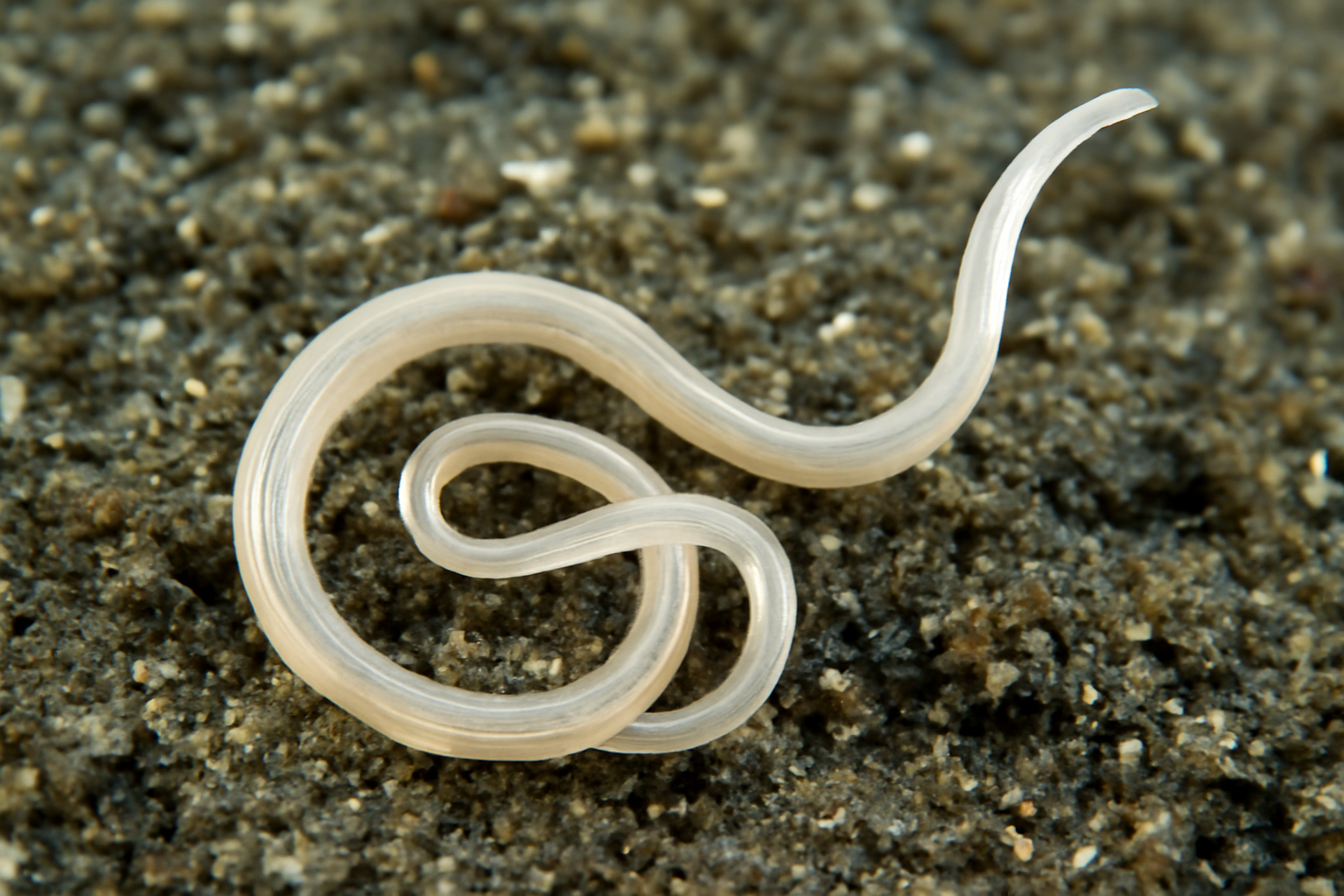 Threadworm