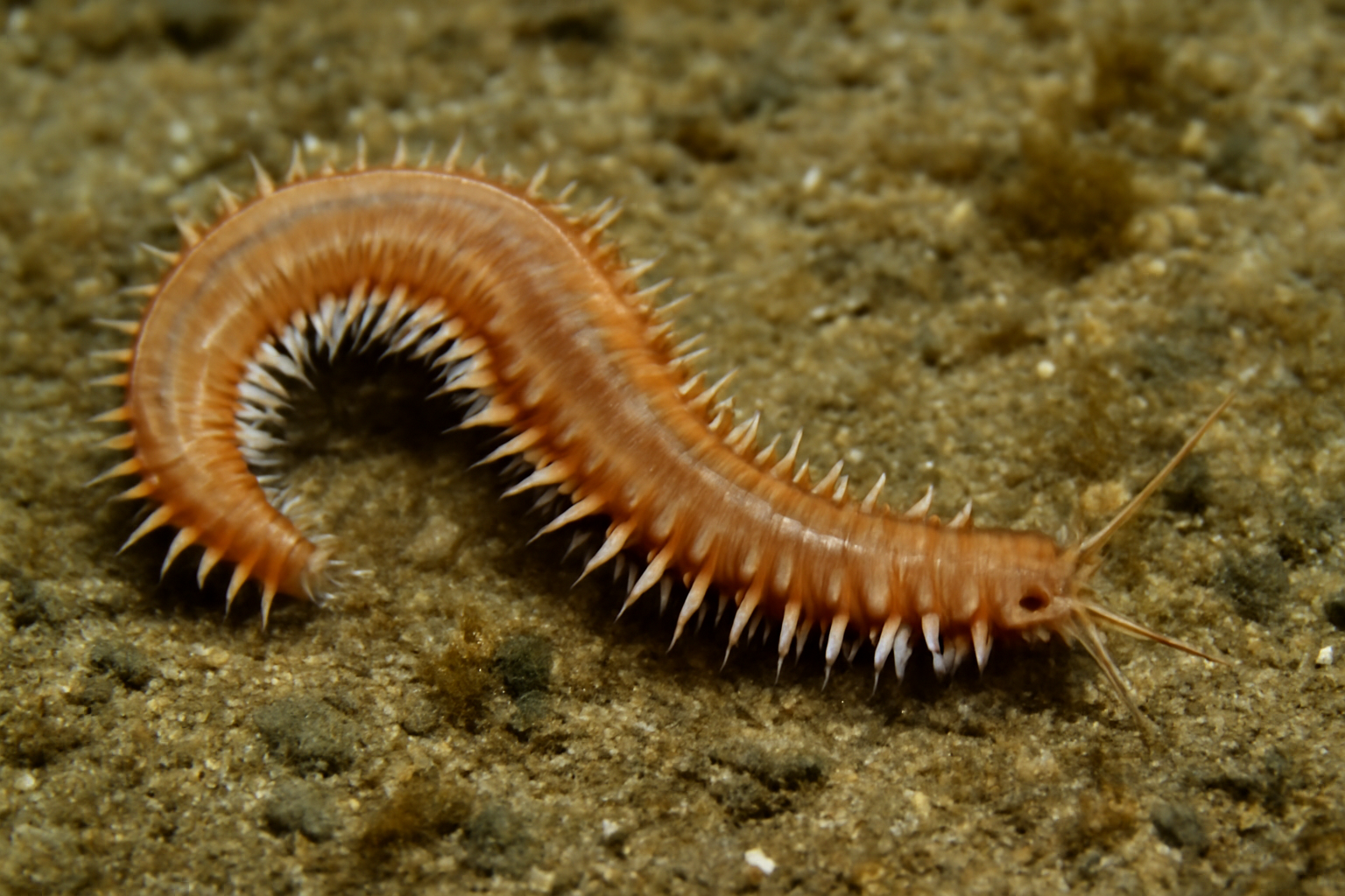 Southern Mudworm