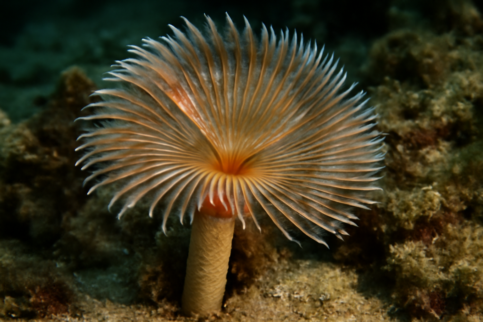 California Tube Worm