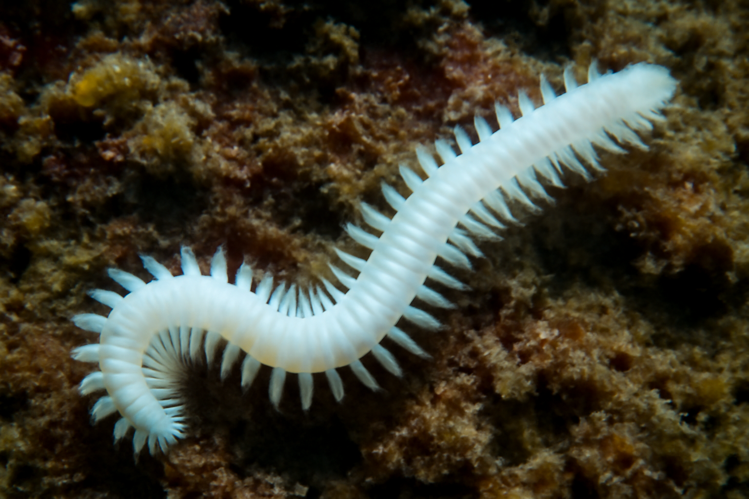 White worm