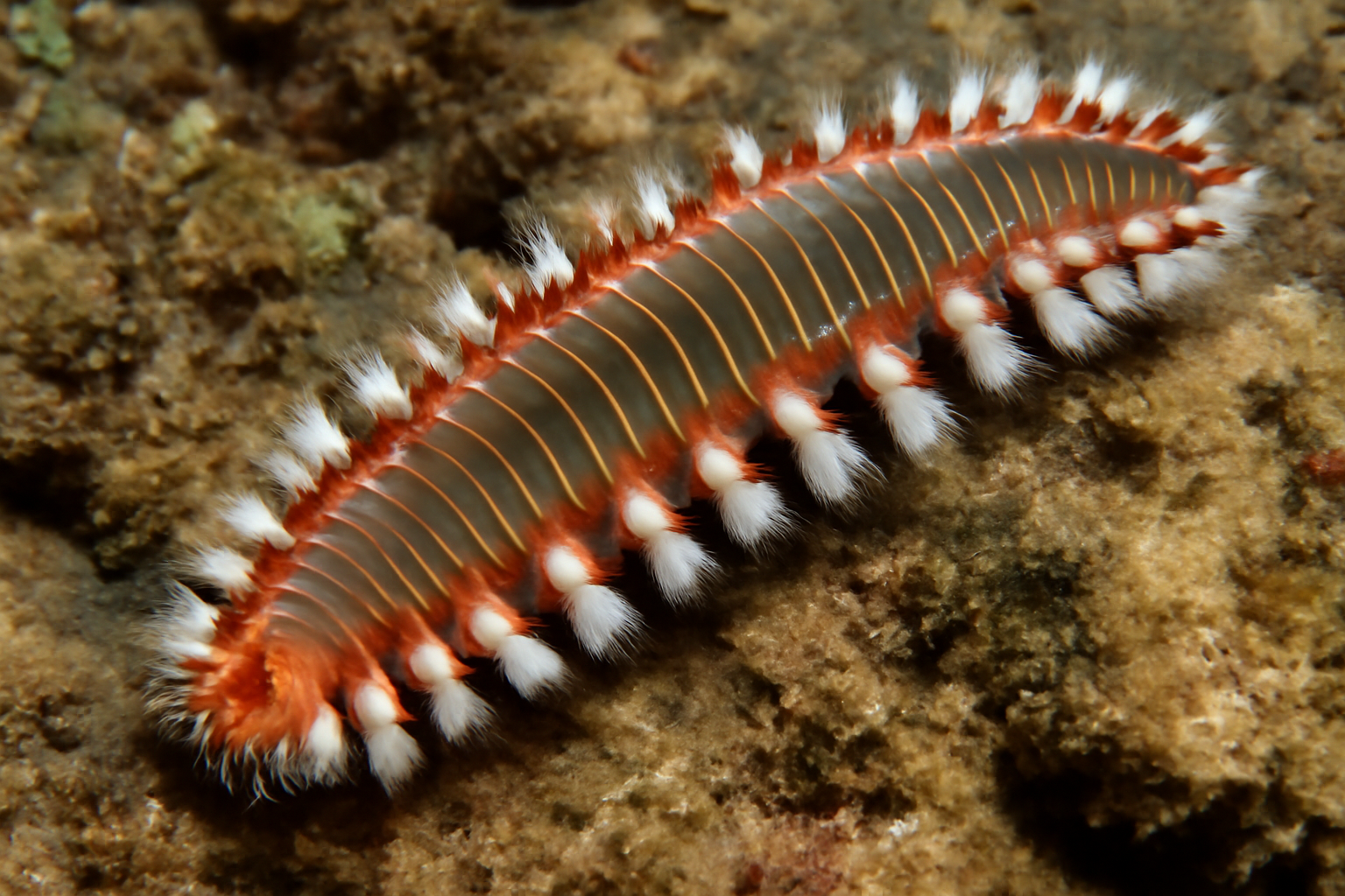 Stoplight Bristle Worm