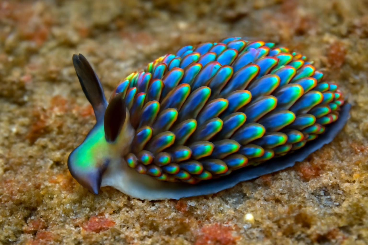 Iridescent Sea Slug
