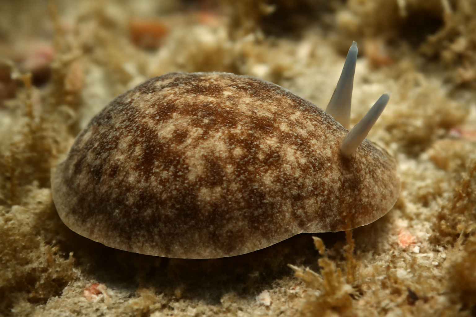 Atlantic Mud Slug