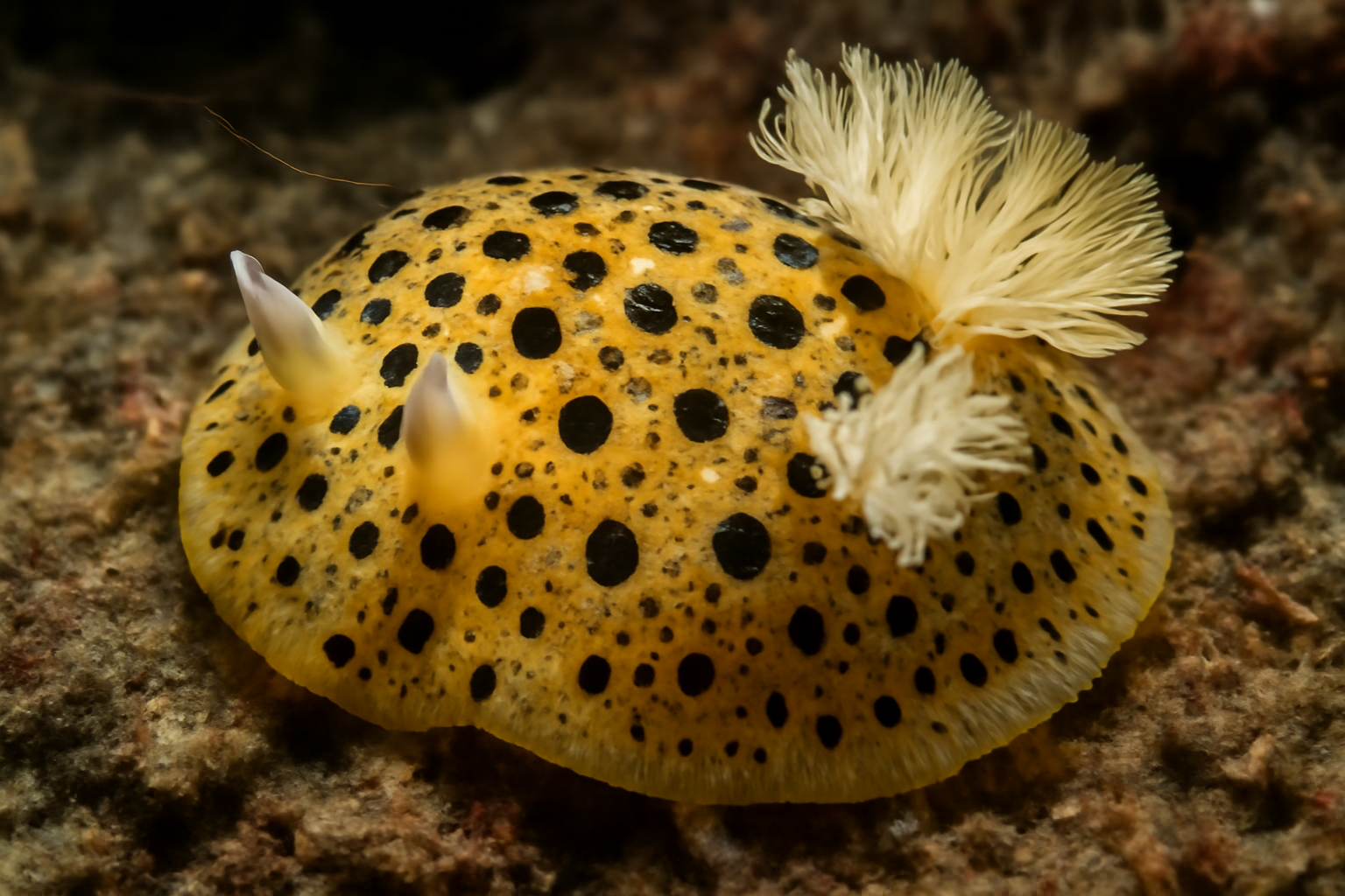 Spotted Sea Lemon