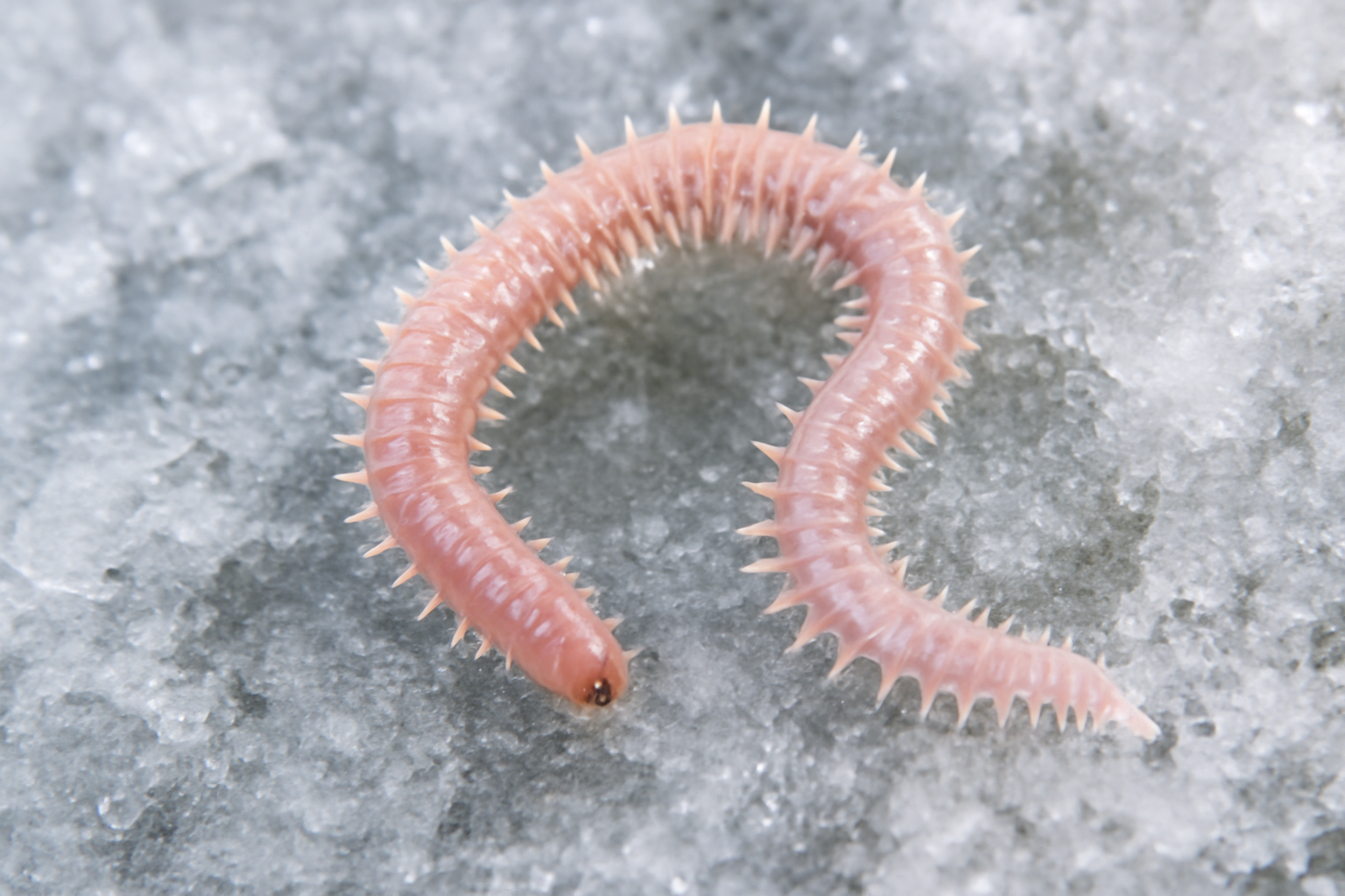 Ice worm