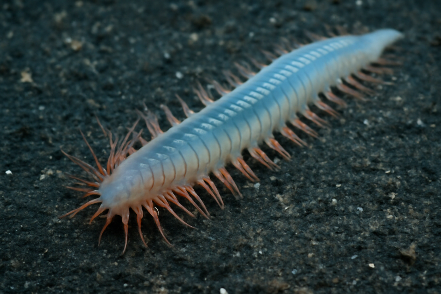 Pacific ice worm