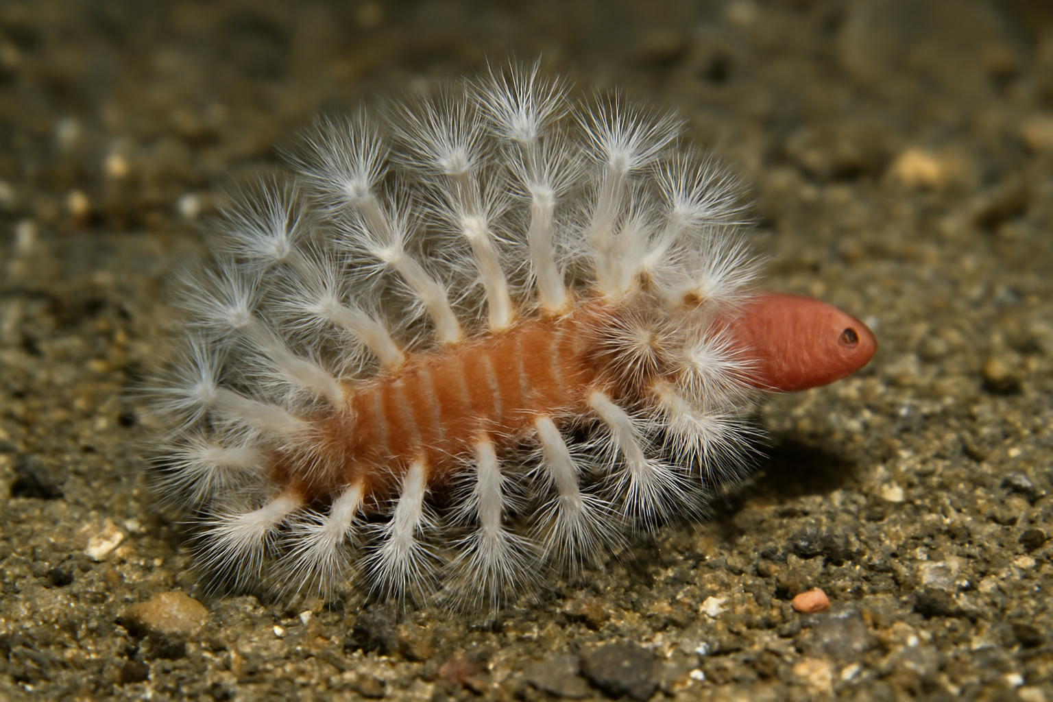Pherusa plumosa