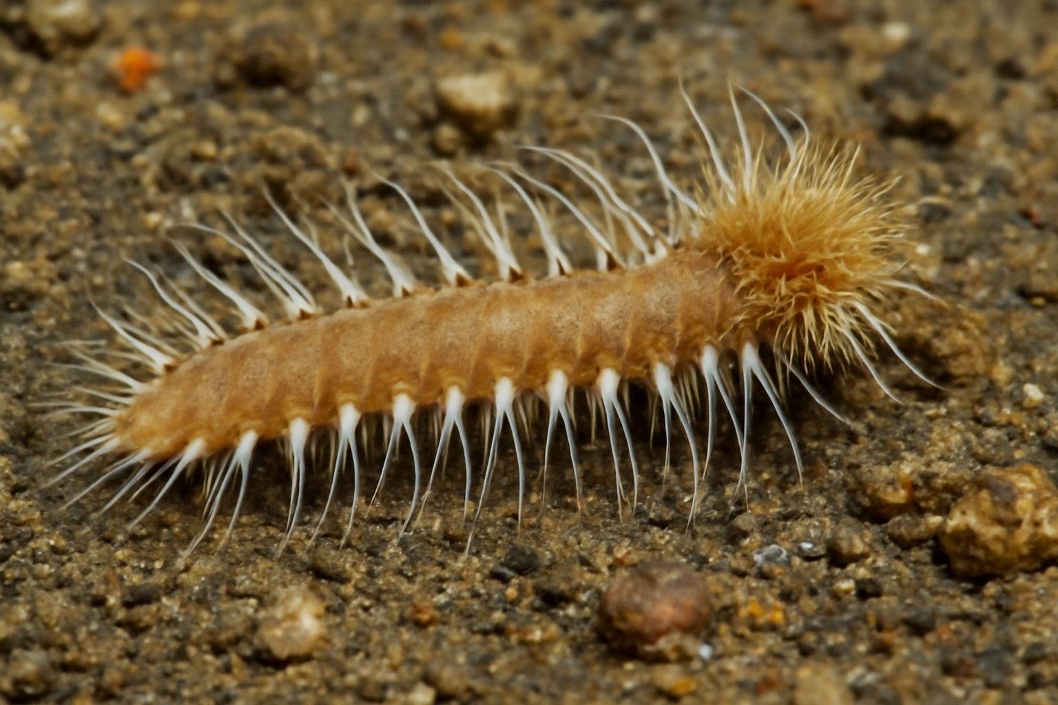 Pherusa japonica