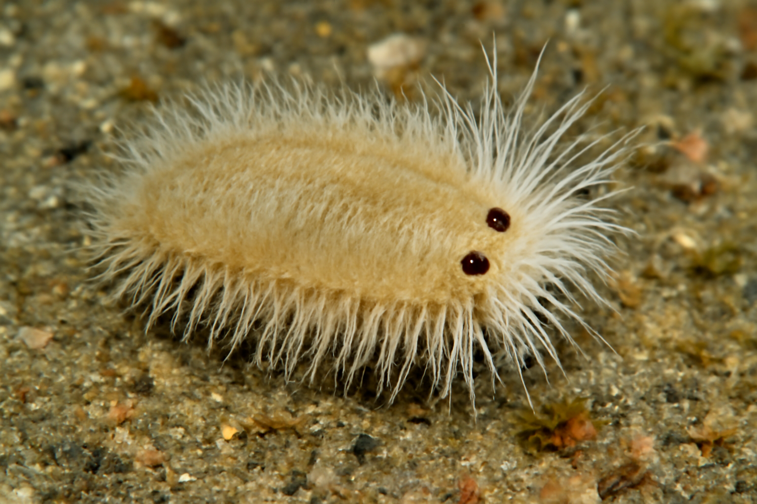 Pherusa oculata