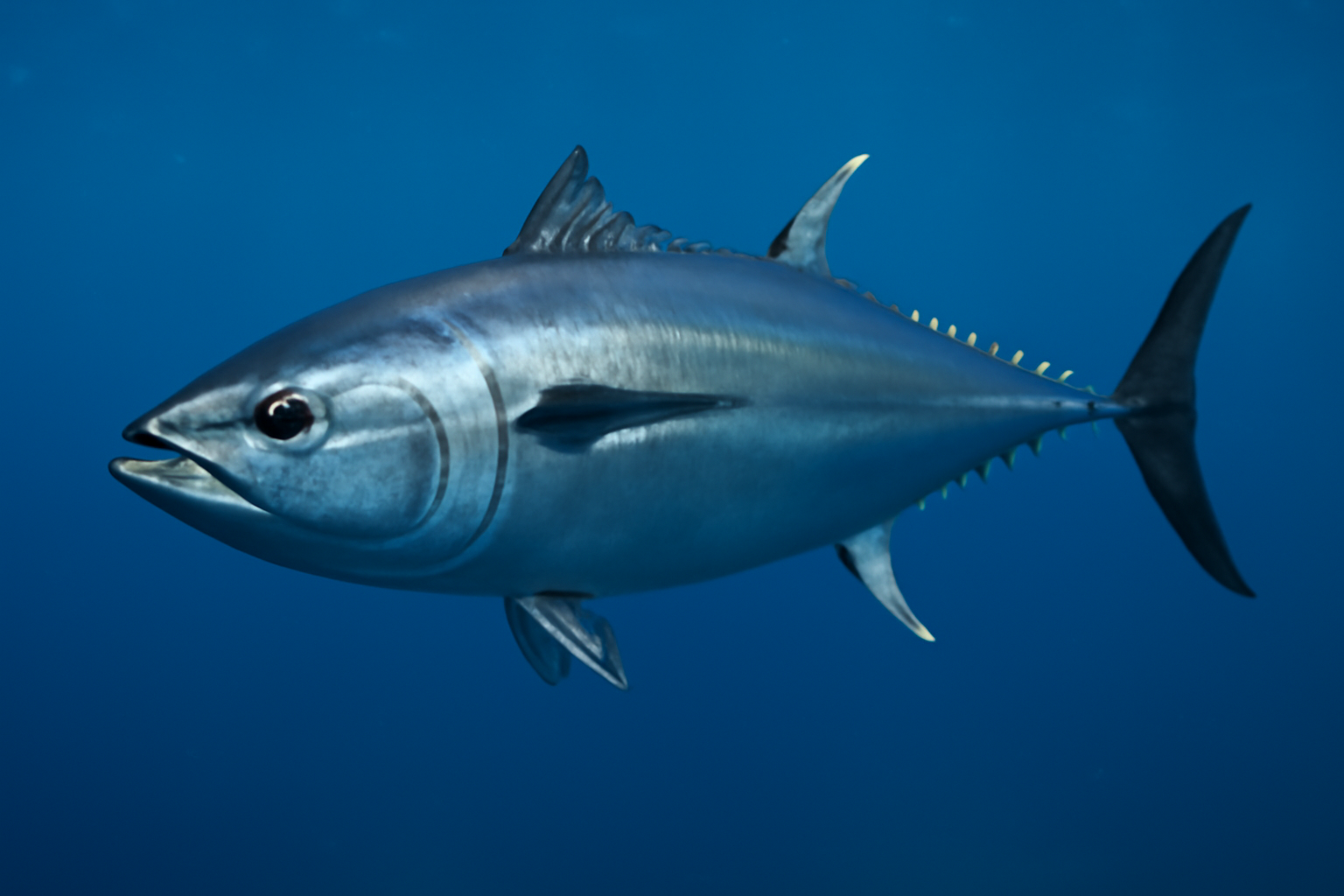 Atlantic Bluefin Tuna