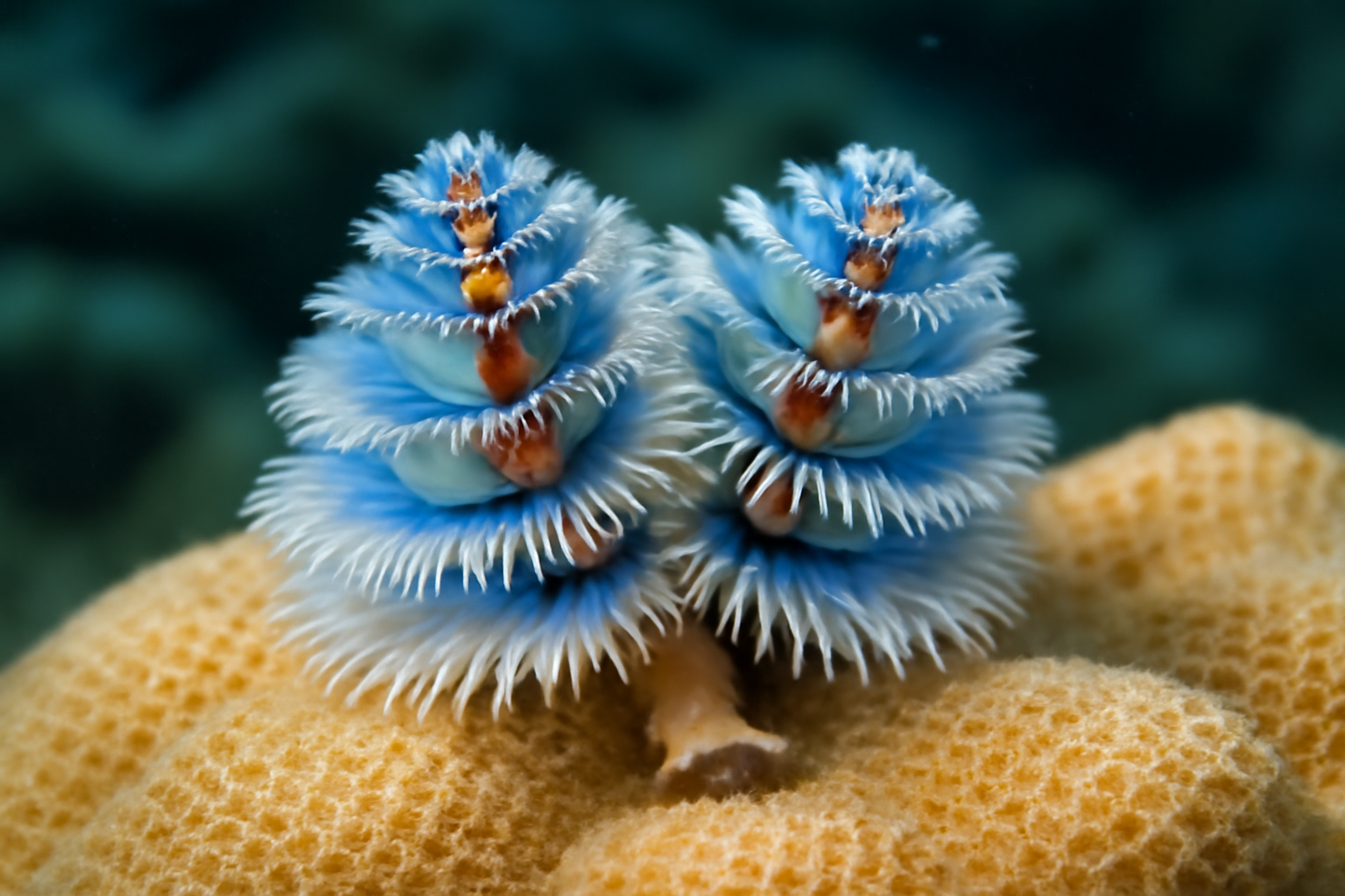 Christmas Tree Worm