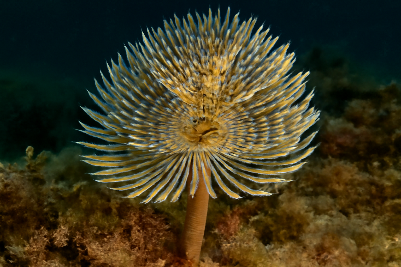 Peacock Worm