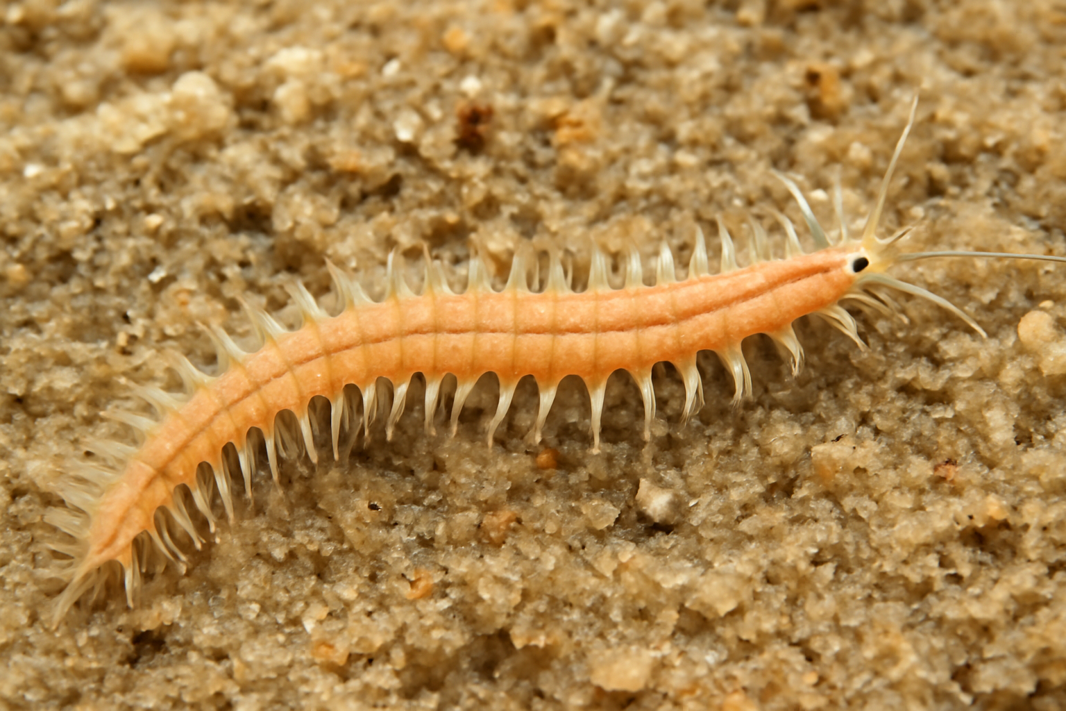 Hesionides arenaria