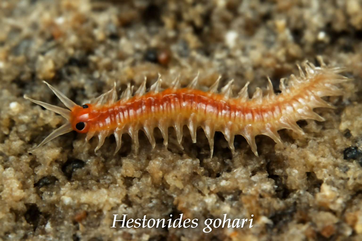 Hesionides gohari