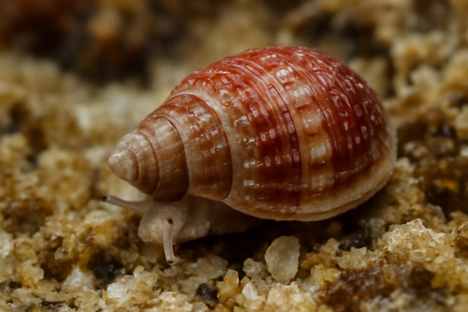 Pusillina minima