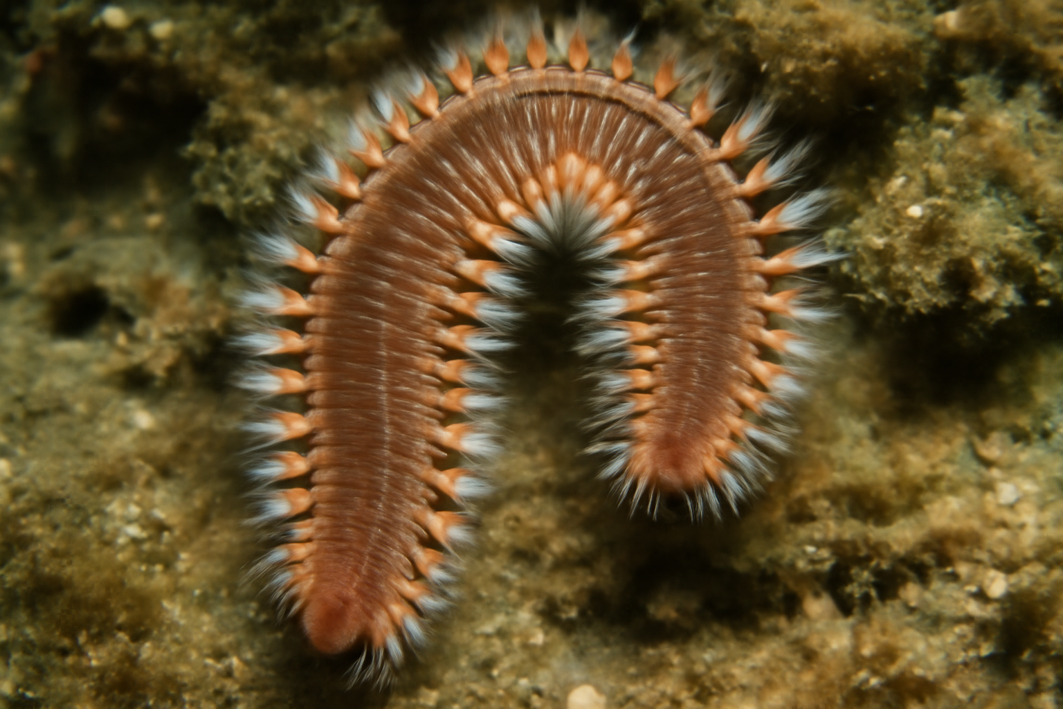 Southern Worm