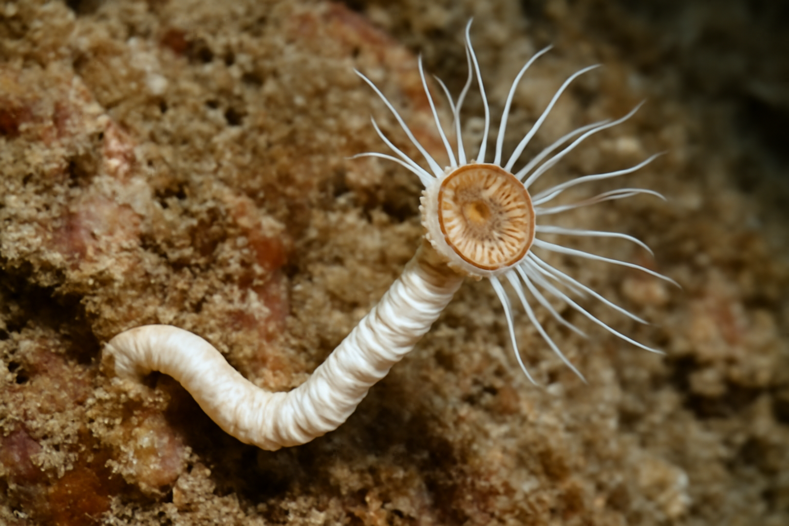 Elegant Worm-snail