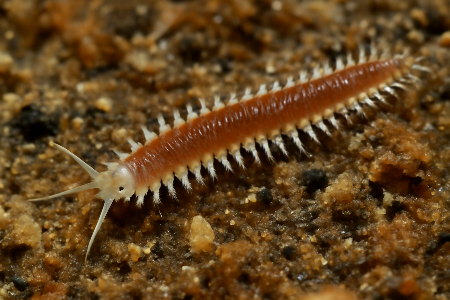 Syllidian Worm