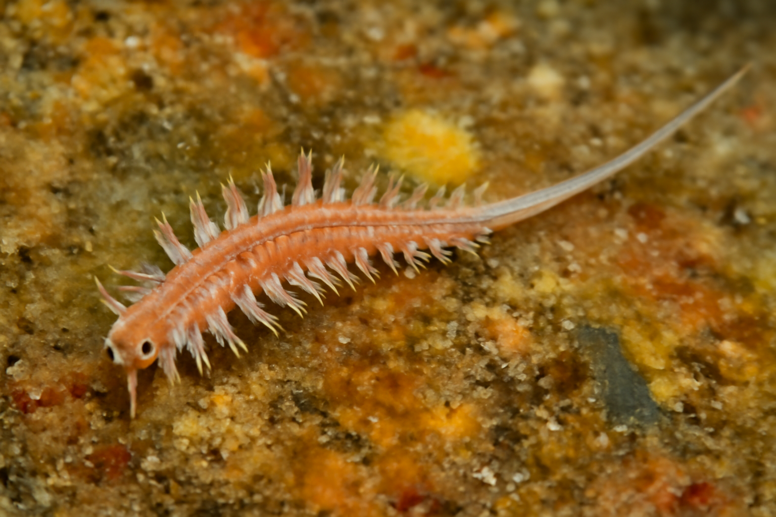 Long-tailed Syllidian