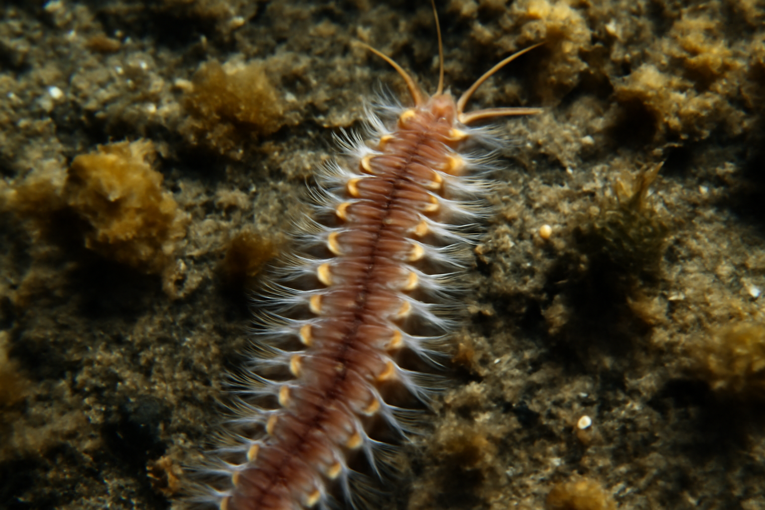 Arctic Polychaete Worm