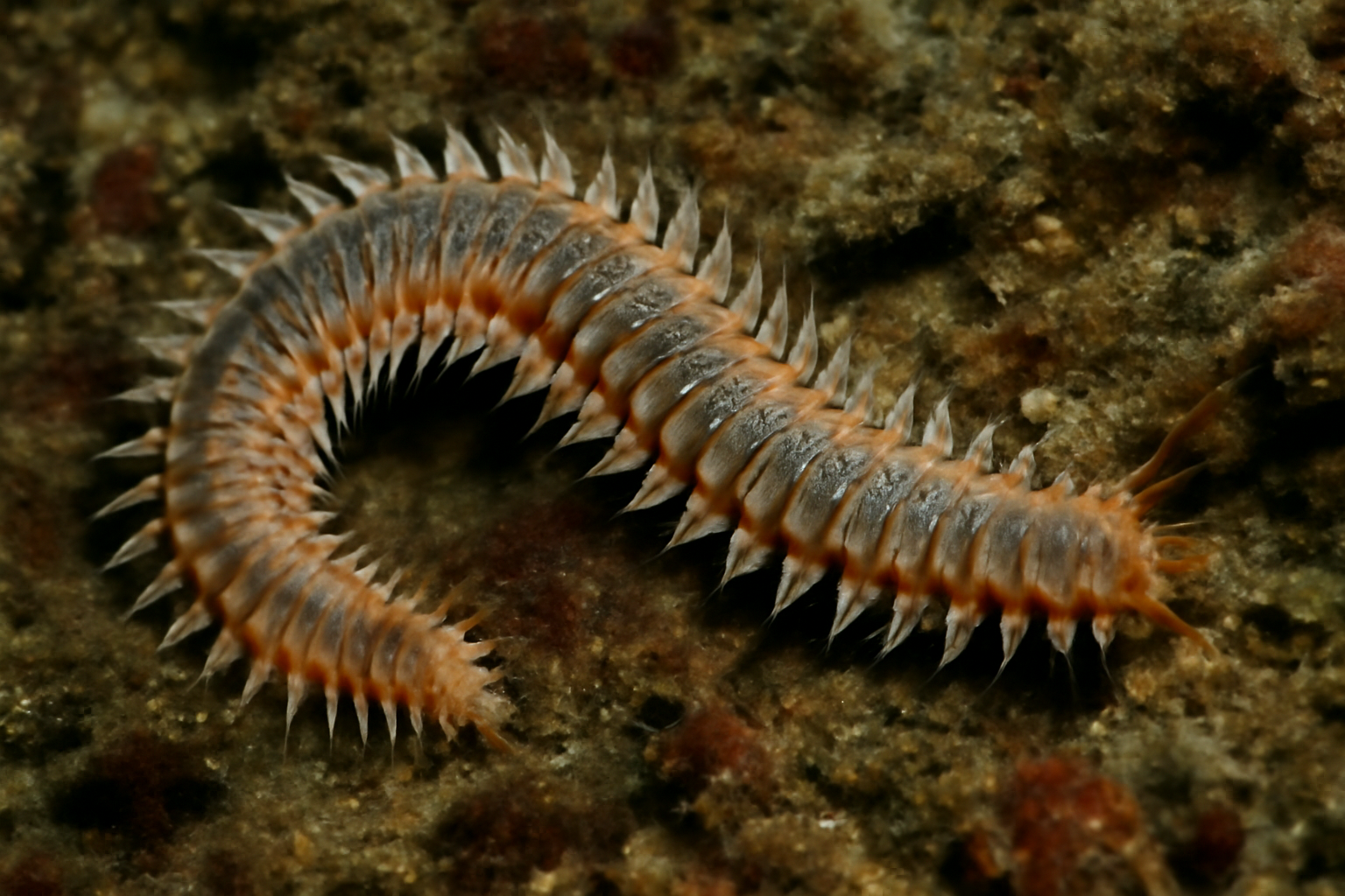 Pacific Polychaete Worm