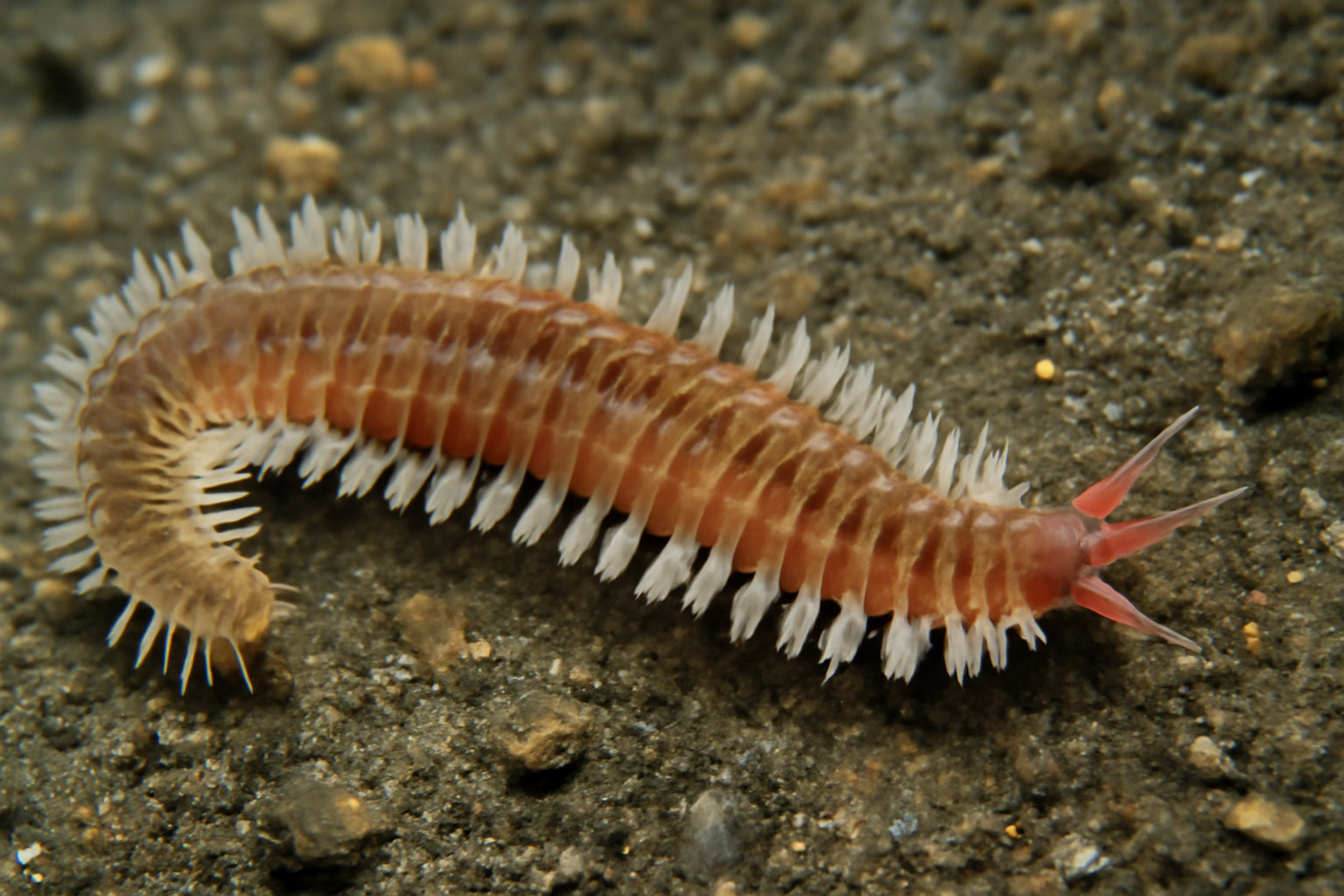 Augener's Sea Worm